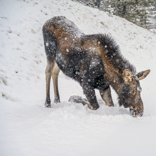Young moose, a calf (Alces alces) went down on the knees in snow