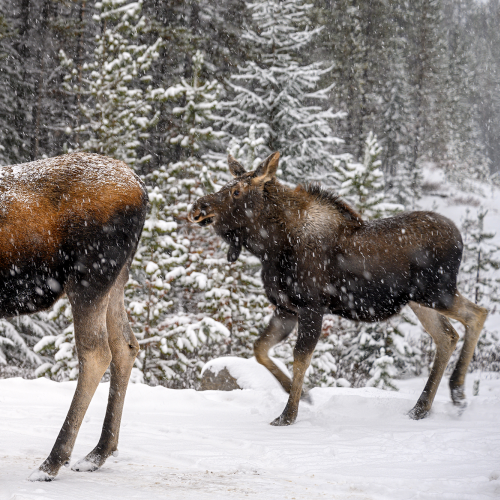 Mama moose, and her calf (Alces alces) standing in snow in a winter forest