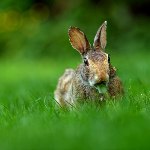 Front view photo of a young eastern cottontail rabbit (Sylvilagus floridanus)