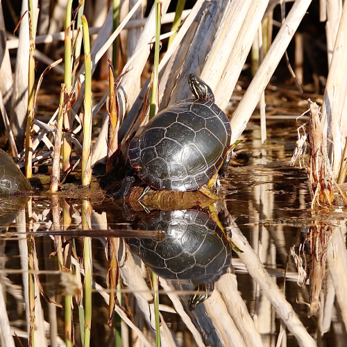 Painted Turtles