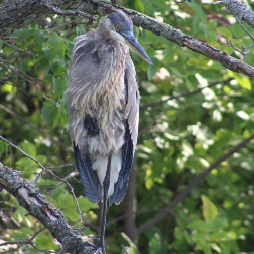 The Great Blue Heron