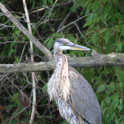 The Great Blue Heron