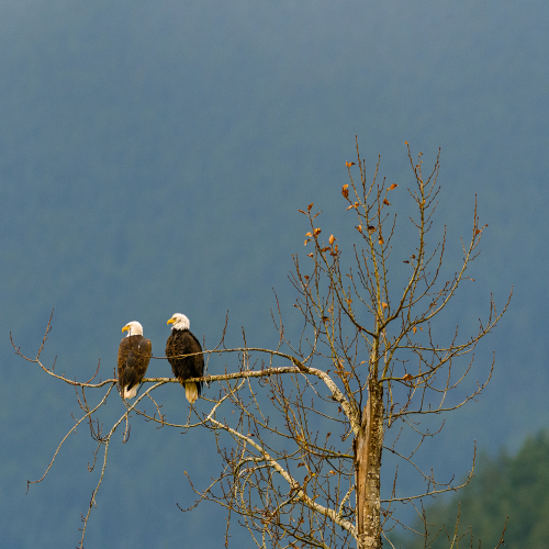 Bald Eagles