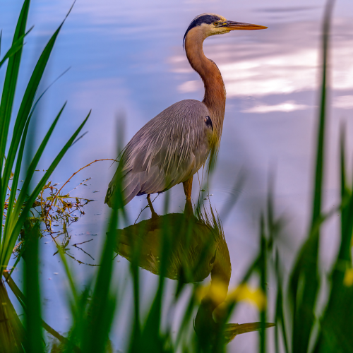 Great Blue Heron (Ardea herodias)