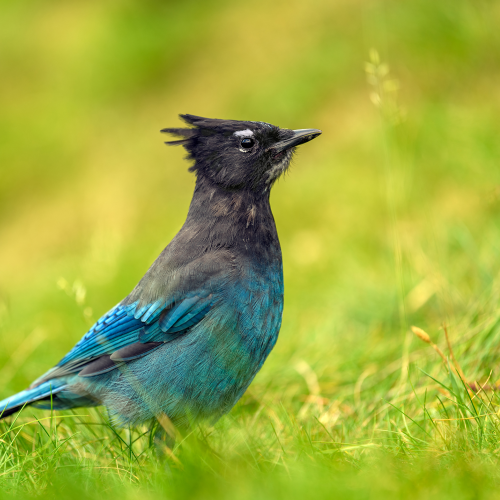 Steller's jay (Cyanocitta stelleri) perching on the ground