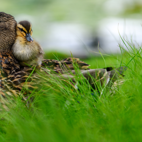 Affectionate relationship between mom and her son or daughter. Lovely baby duck nestles to the head of her / his mom.