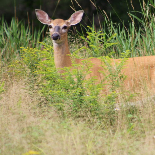 Beautiful Doe