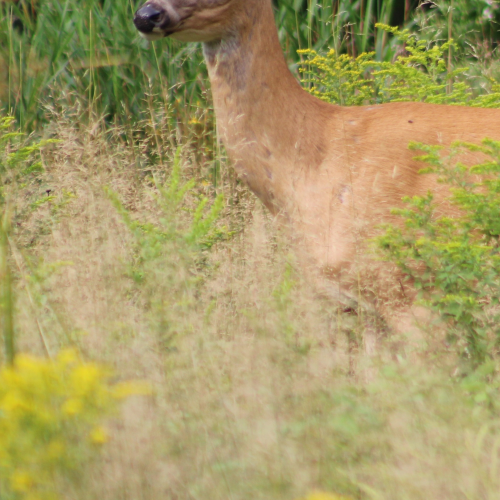 Beautiful Doe