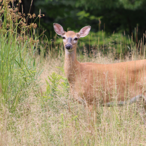 Beautiful Doe