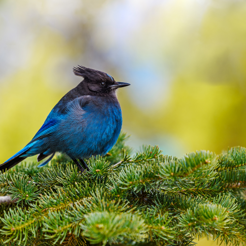 Steller's jay (Cyanocitta stelleri) perching on fir bough