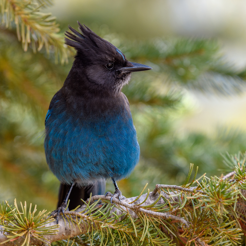 Steller's jay (Cyanocitta stelleri) perching on fir bough