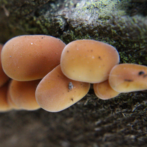 Orange Fungus