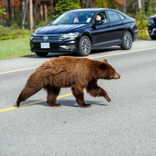 Dangerous wildlife encounter with an american black bear (Ursus americanus)