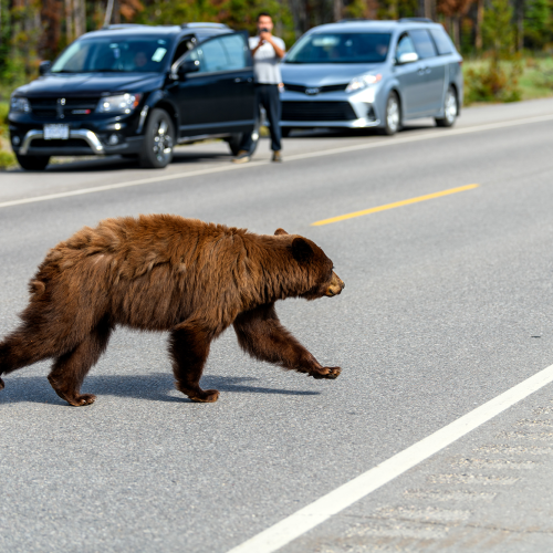 Dangerous wildlife encounter with an american black bear (Ursus americanus)