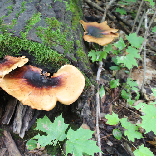 Moss & Fungi