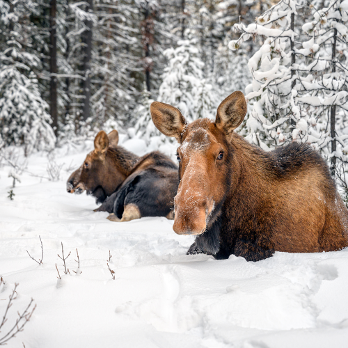 Mama moose, and her calf (Alces alces)
