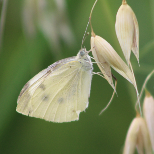 Morning Butterfly