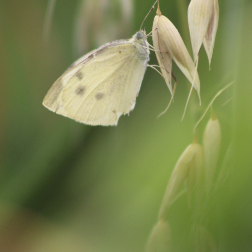 Morning Butterfly