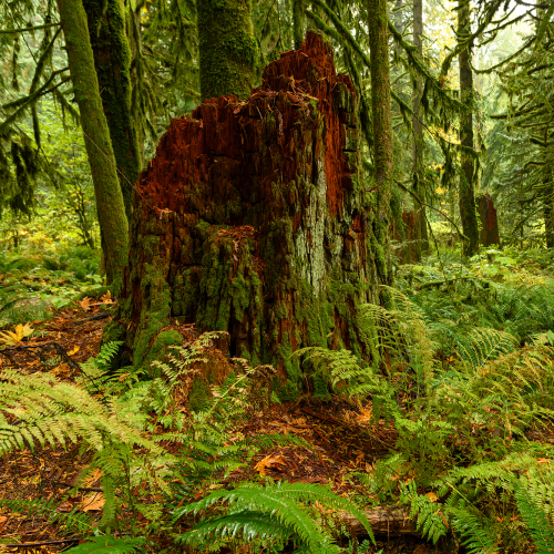 Lush vegetation and thick underbrush in the dark rainforest