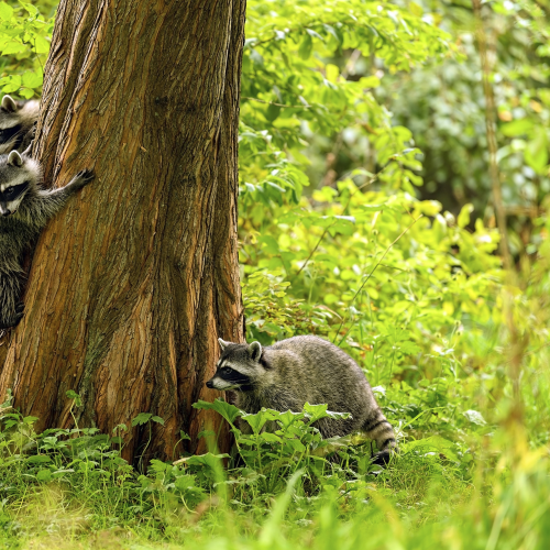 Young raccoons (Procyon lotor) looking out and around