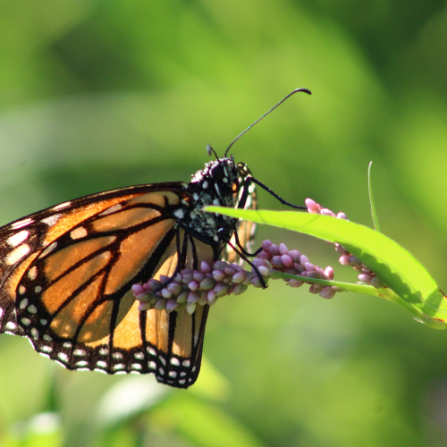 Monarch