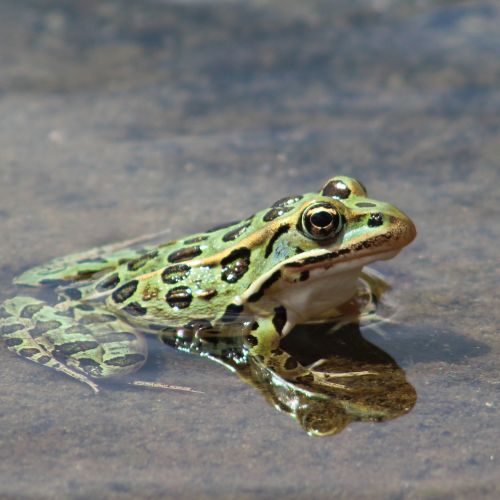 Leopard Frog