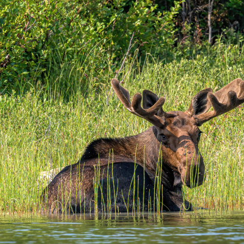 Wilderness Siesta