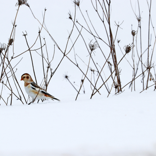 Winter Beauties