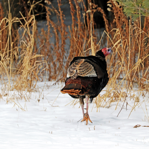 Turkey Butt