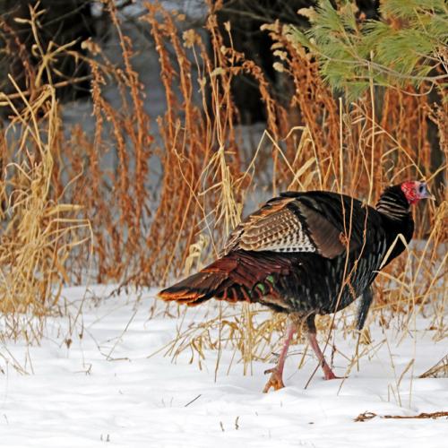 Turkey Walk