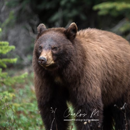 Beautiful Cinnamon Black Bear 