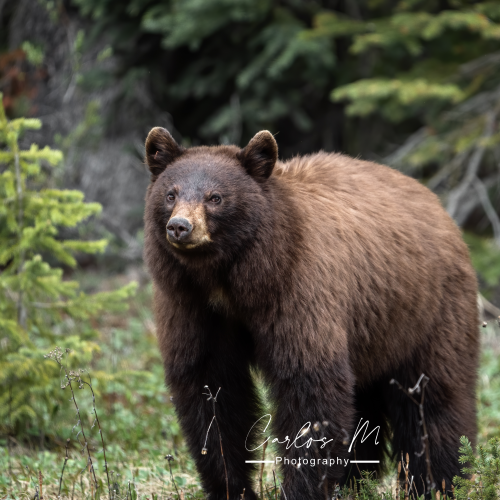Beautiful Cinnamon Black Bear 