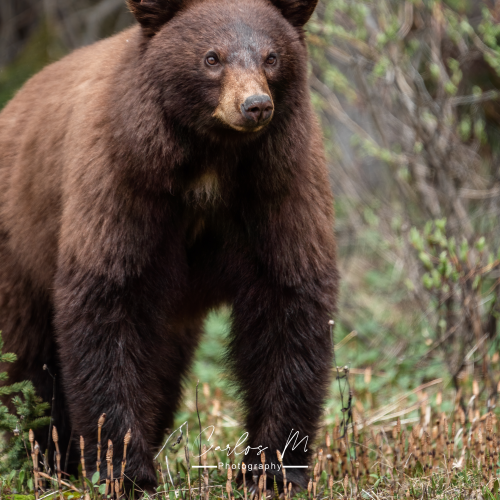Beautiful Cinnamon Black Bear 