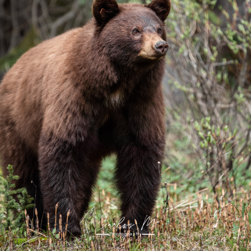 Beautiful Cinnamon Black Bear 
