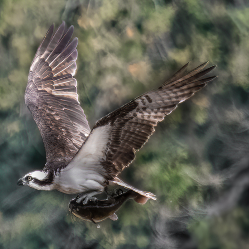 Osprey With Fish