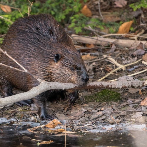 Hard working beaver