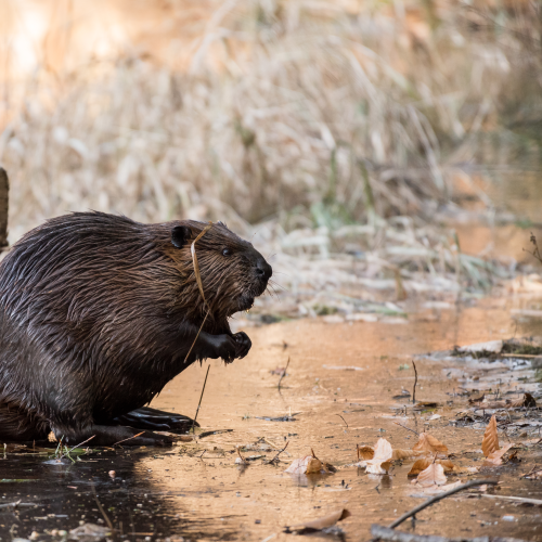 Hard working beaver