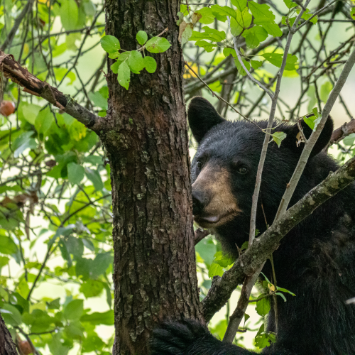 Black bear