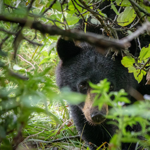 Black bear