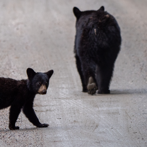 Black bears