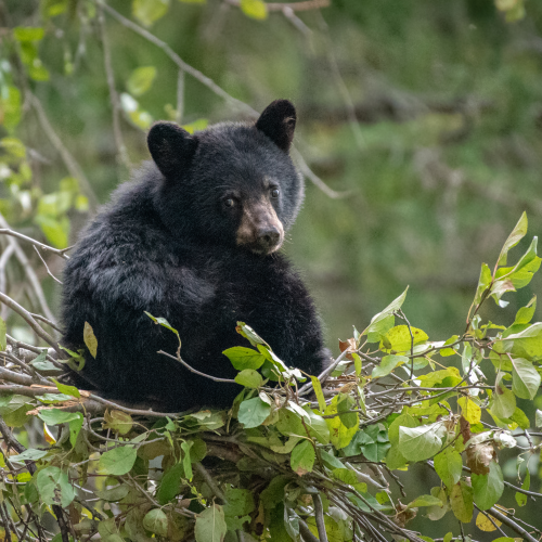 Black bear cub