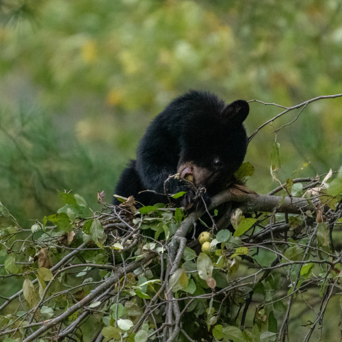 Black bear cub