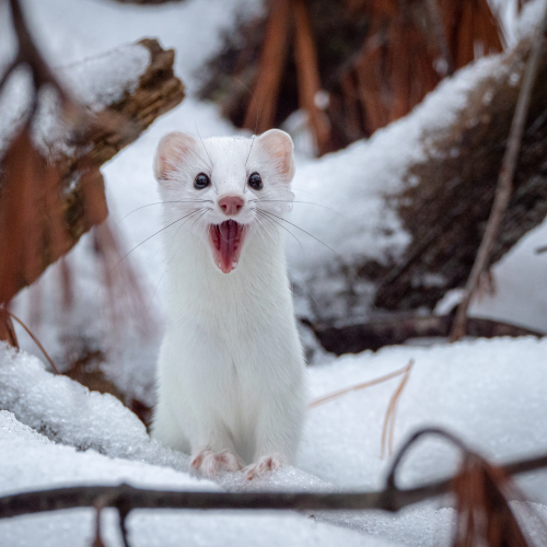Ermine