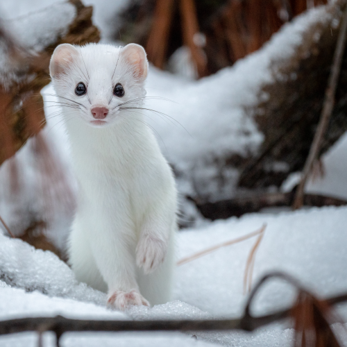 Ermine