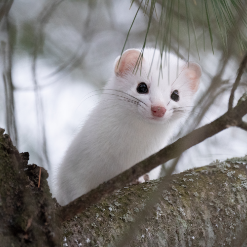 Ermine
