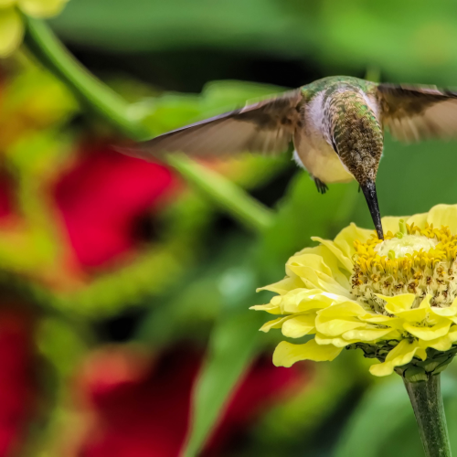 Ruby-throated Hummingbird