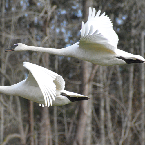 Fly By