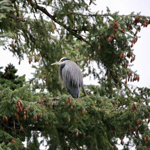 Seeking shelter from the wind