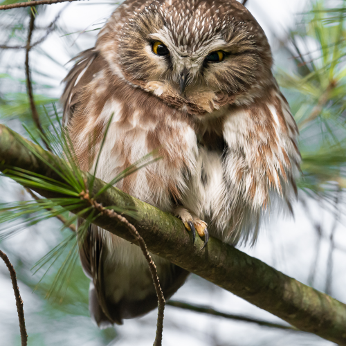Northern Saw-whet Owl 