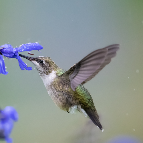 Ruby-throated Hummingbird feeding